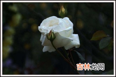 算命婚姻,2020鼠年农历二月十九植树节适不适合出殡？