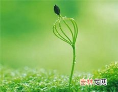 算卦,2020年立春后一天正月十二忌开业吗,2020年什么时候春天？