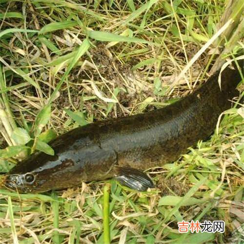 鸟会筑巢孵鸟，听说过鱼会筑巢孵鱼吗？这种鱼会夫妻同心养大幼鱼