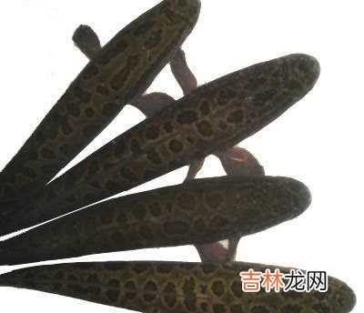 鸟会筑巢孵鸟，听说过鱼会筑巢孵鱼吗？这种鱼会夫妻同心养大幼鱼