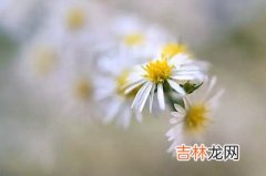 紫薇命盘,22020鼠年农历二月十一日这天可以出殡吗？