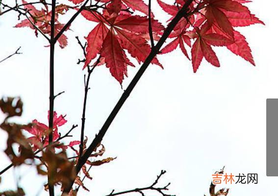 为什么有人根据生辰八字就能算出命运,事业运势