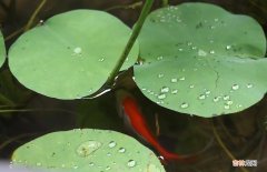 下雨了动物有哪些表现  下雨了动物有什么表现