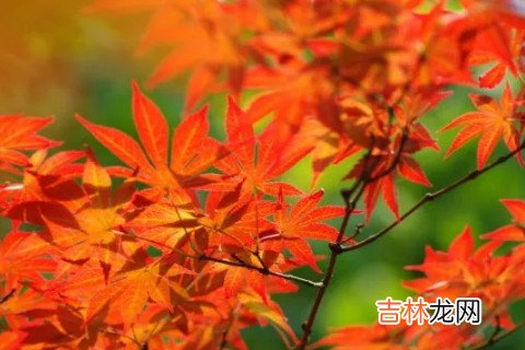 八字看什么样的人有高学历