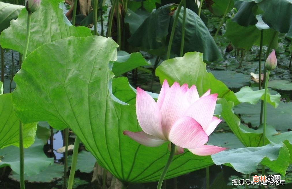 家中小孩出生在这个时辰，天生有福运，为家里添福添财
