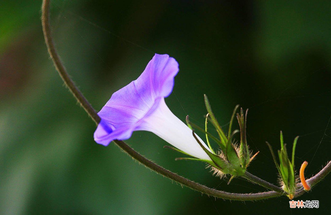 牵牛花有毒吗  牵牛花介绍