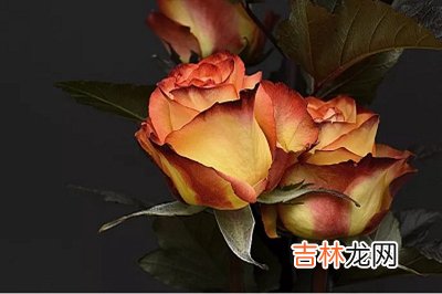 事业财运,2020年正月最后一天二十九日这天出殡可以吗?