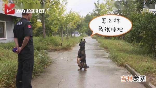 凌晨刮风又下雨，1岁半的“莱德”救回2岁男童……