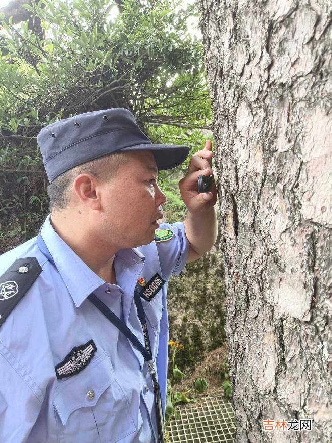 山河有我｜黄山守松人胡晓春：没有感情投入就守护不好迎客松