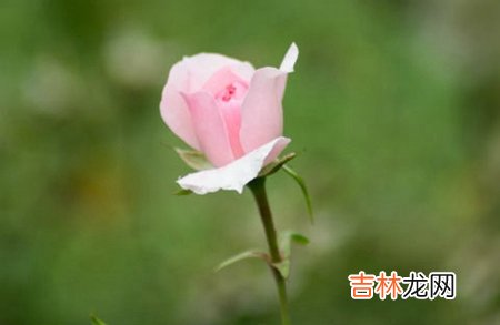 算命婚姻,2020年农历腊月二十八是什么节日,腊月廿八开业好吗?