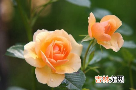 算命婚姻,2020年农历腊月二十八是什么节日,腊月廿八开业好吗?
