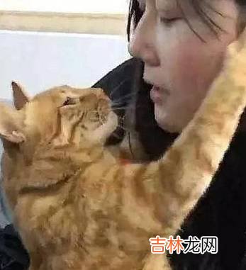 这只橘猫已经“成精”了？主人在洗水果，橘猫抱着女友玩“亲亲”