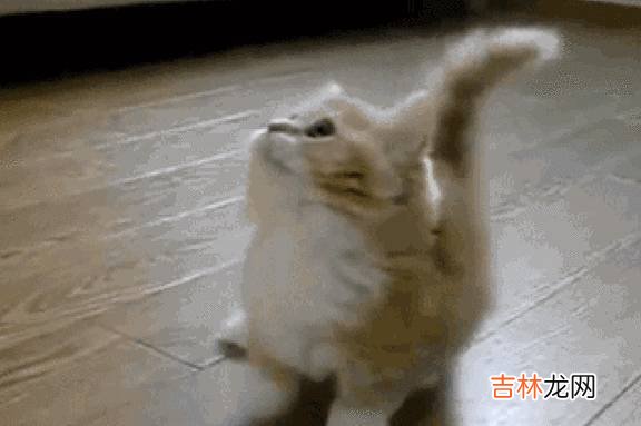 这只橘猫已经“成精”了？主人在洗水果，橘猫抱着女友玩“亲亲”