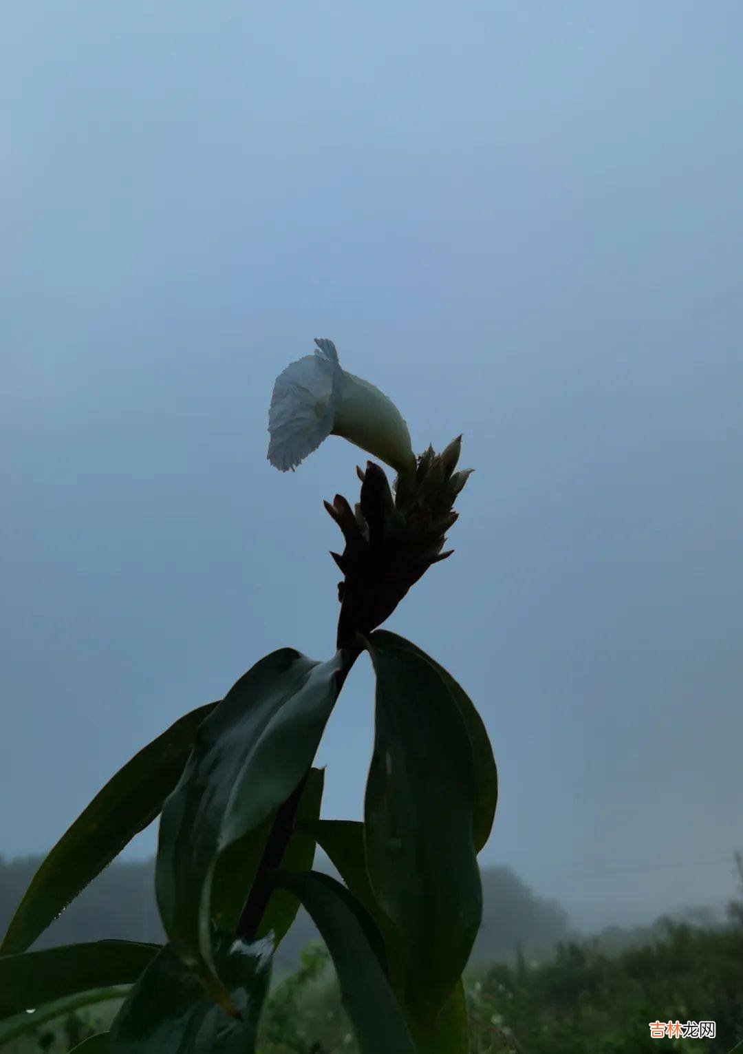 白沙的月亮姐姐