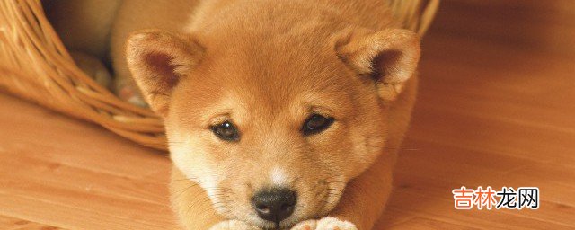 狗狗吃多了猪肉会如何