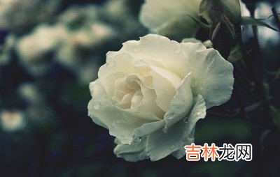 算命婚姻,2020年正月初七可以出殡？出殡有什么讲究？