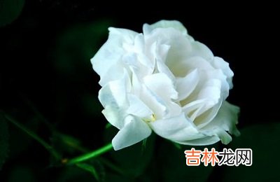 算命婚姻,2020年正月初四是适合出殡的日子吗？初四不远行？