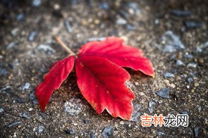 星座运势,2020年冬至前后哪些吉日适合领证,2020冬至气温有几度？