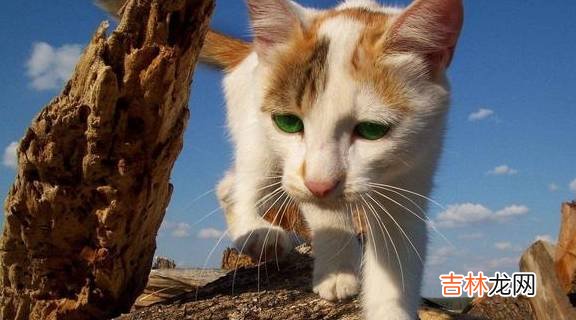 女性怀孕后，能不能接触宠物？网友：猫有嫌疑，狗是被冤枉的