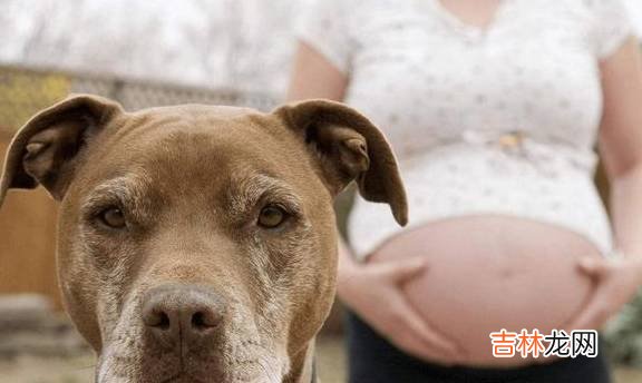 女性怀孕后，能不能接触宠物？网友：猫有嫌疑，狗是被冤枉的