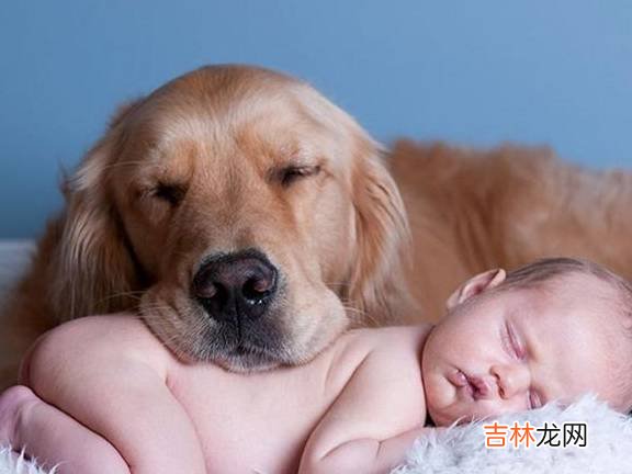 女性怀孕后，能不能接触宠物？网友：猫有嫌疑，狗是被冤枉的