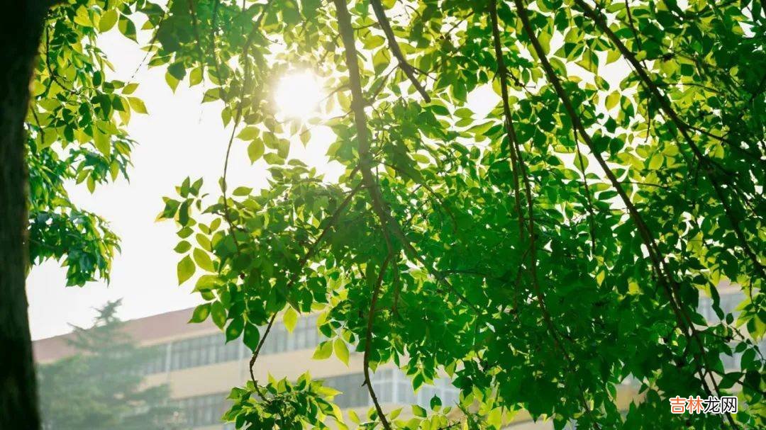 校园的秋景 | 秋天的美景都藏在青岛大学校园