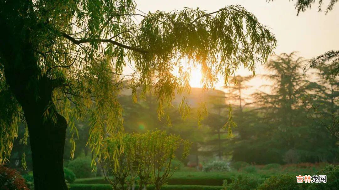 校园的秋景 | 秋天的美景都藏在青岛大学校园