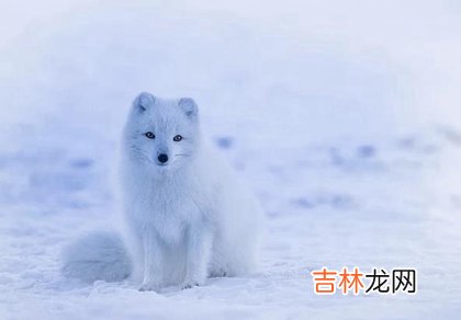 非常运势算命,2020年大雪后一天可不可以出远门,大雪吃什么传统食物？