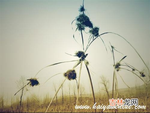 “最是繁丝摇落后 听说，他们婚礼那天，有西风一直在吹