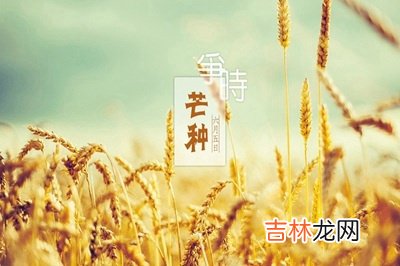 属龙的人芒种节气出生命运好吗？芒种节气有什么特点