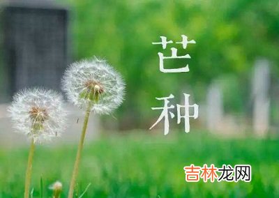 生肖属牛芒种节气出生的人命运怎么样？芒种有什么风俗习俗？