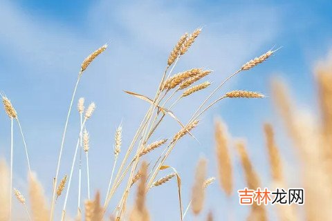 四月初八出生大富大贵吗？有什么说法