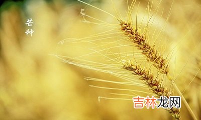 芒种节气简介，生肖属蛇的人芒种节气出生命运怎么样？