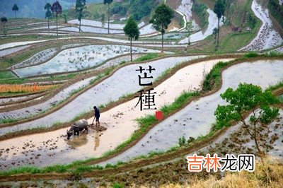 芒种后是什么节日，属狗的人芒种节气出生命运怎么样？