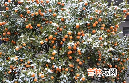 真人算命大师在线算命,2020年小雪后一天宜祭祀吗,2020-2020冬季是暖冬吗？