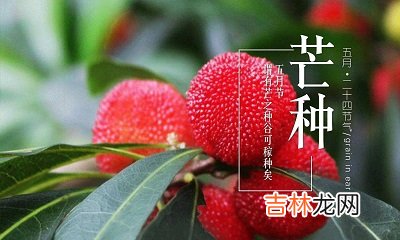 2020年芒种节气丑时出生宝宝喜用神是什么命如何？