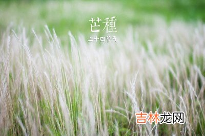 2020庚子鼠年芒种节气未时出生的人是什么命?