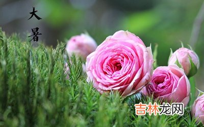 2020鼠年农历六月初三大暑后一天求嗣好不好？