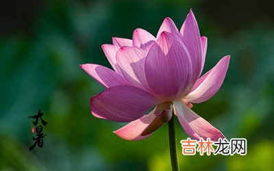 2020鼠年农历六月初三大暑后一天求嗣好不好？