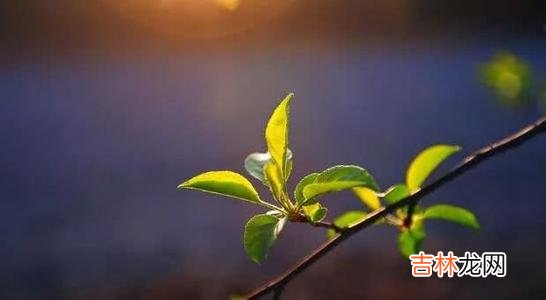 庚子年， 辛巳月周运：5月25日——5月29日