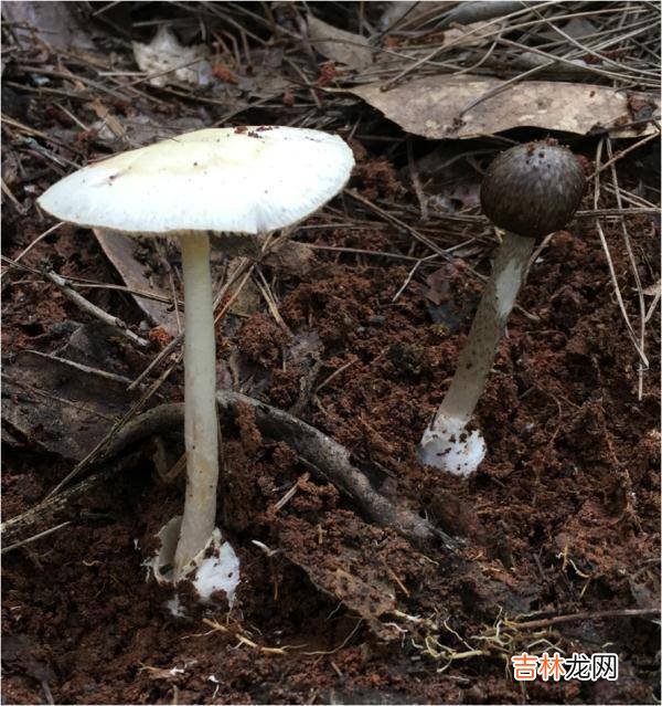 紧急提醒：不要吃！台州一对夫妻险丧命