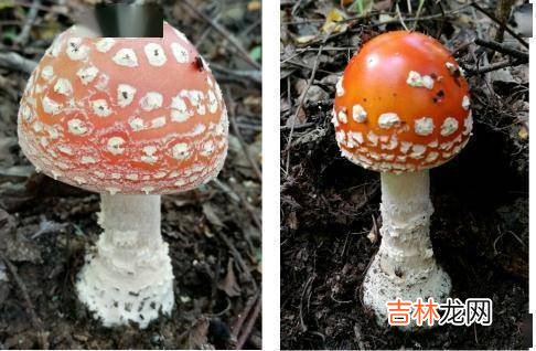 紧急提醒：不要吃！台州一对夫妻险丧命