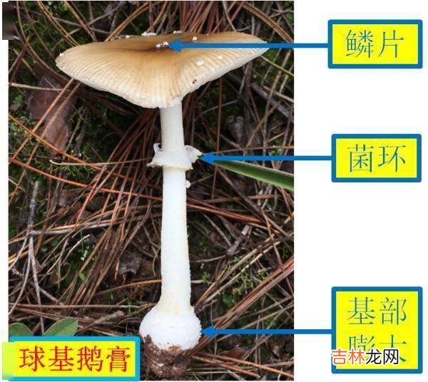 紧急提醒：不要吃！台州一对夫妻险丧命
