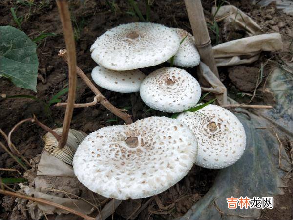 紧急提醒：不要吃！台州一对夫妻险丧命