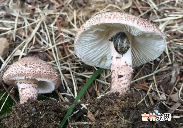 紧急提醒：不要吃！台州一对夫妻险丧命
