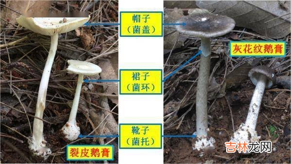 紧急提醒：不要吃！台州一对夫妻险丧命