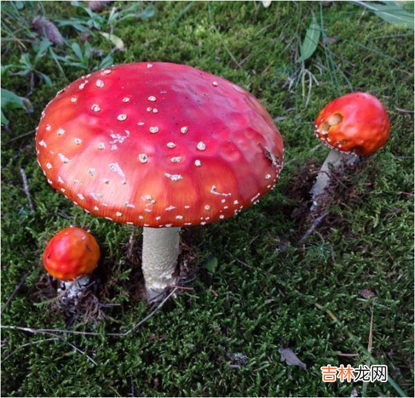 紧急提醒：不要吃！台州一对夫妻险丧命