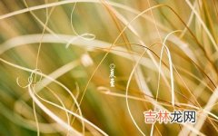 2020年夏至节气丑时出生的宝宝命运怎么样？