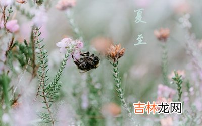 属羊的人夏至出生命好吗？2020夏至前一天是黄道吉日吗？