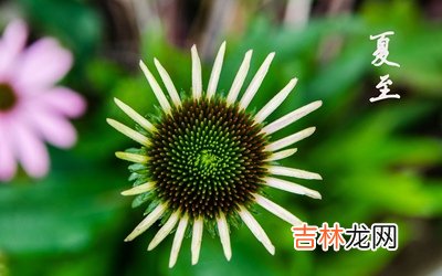 2020夏至前一天宜装修动土吗?夏至出生的猴命好吗?